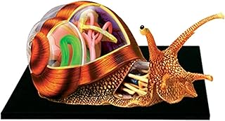 Study Model Snails Model 4D Visual Snails Anatomical Model 32 Detachable Organs and Body Parts Anatomy Model,Medical Models & Educational Materials SaiFei