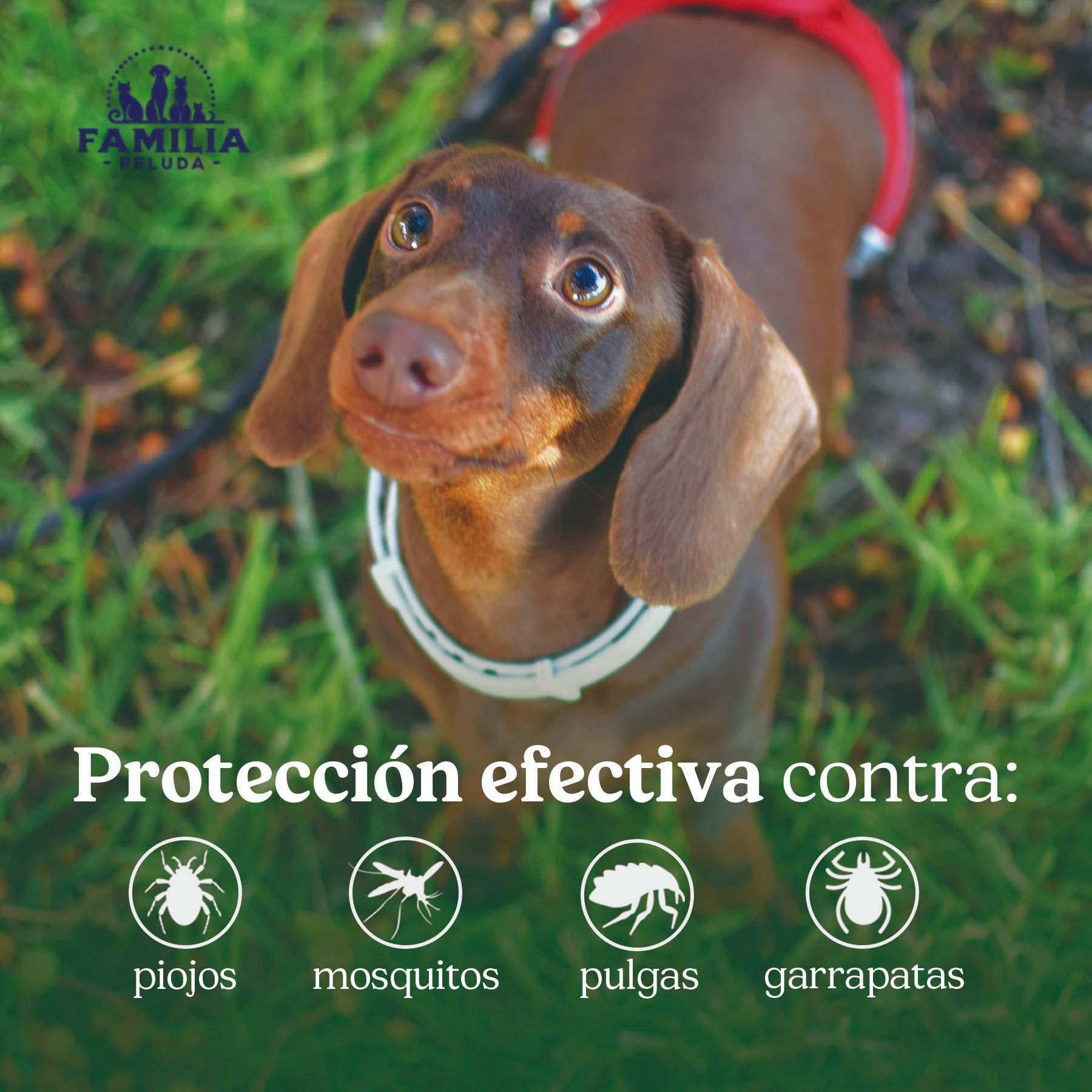 Collar Antiparasitario Perros, Collar antipulgas Perros pequeños y Grande, Leishmaniosis (Mosquitos), Pulgas y Garrapatas - 8 Meses - 63cm Ajustable, Repelente 100% Natural, Impermeable — view 2
