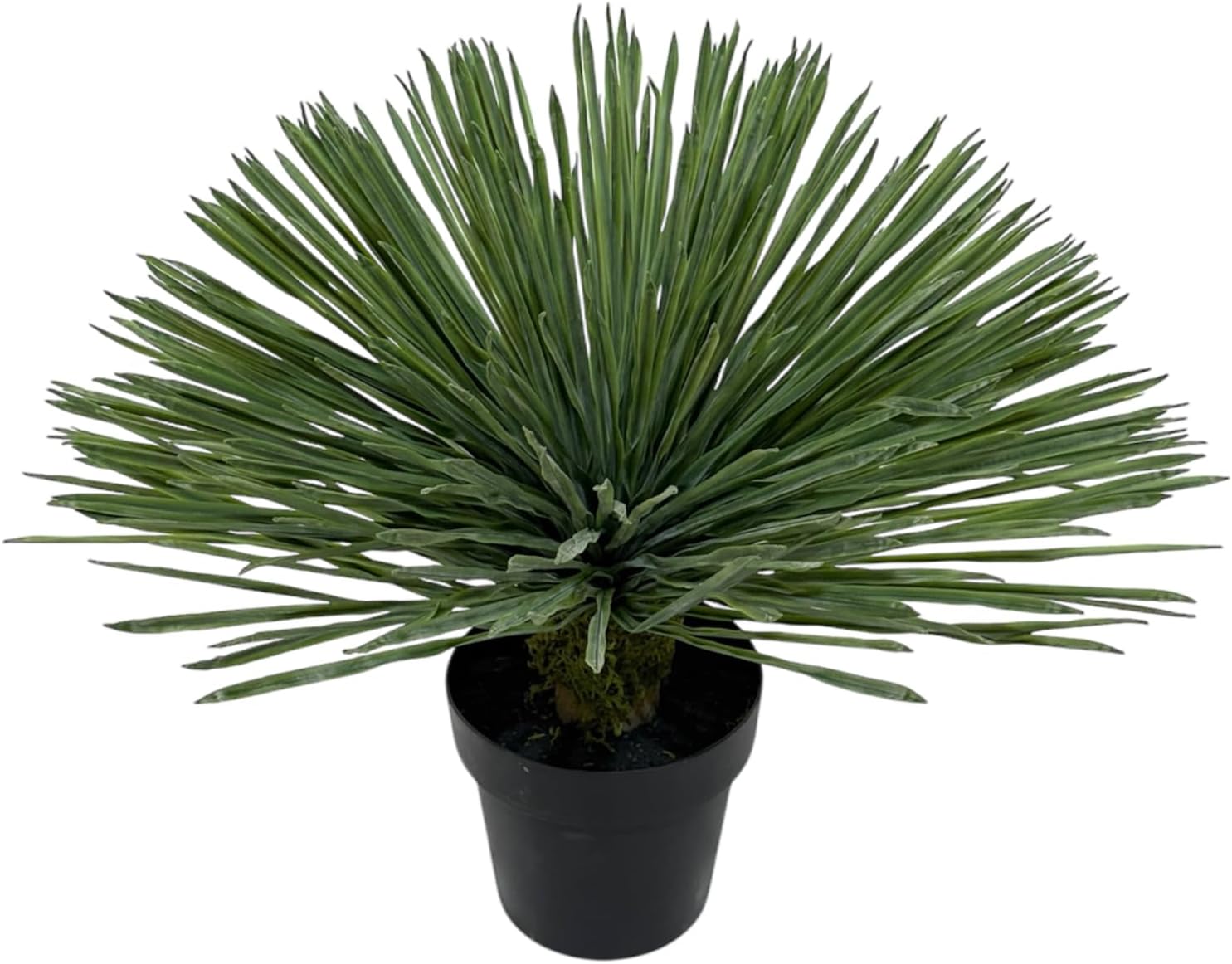 ジャボチカバ 小葉種 実付き ジャボチカバ 小葉種 実付き ジャボチカバ