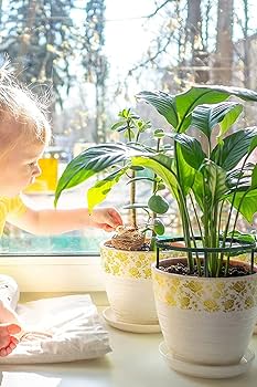 ぽむさま用 Amazon | LIKENNY 園芸支柱 植物支柱 花ささえ スライド T形 高