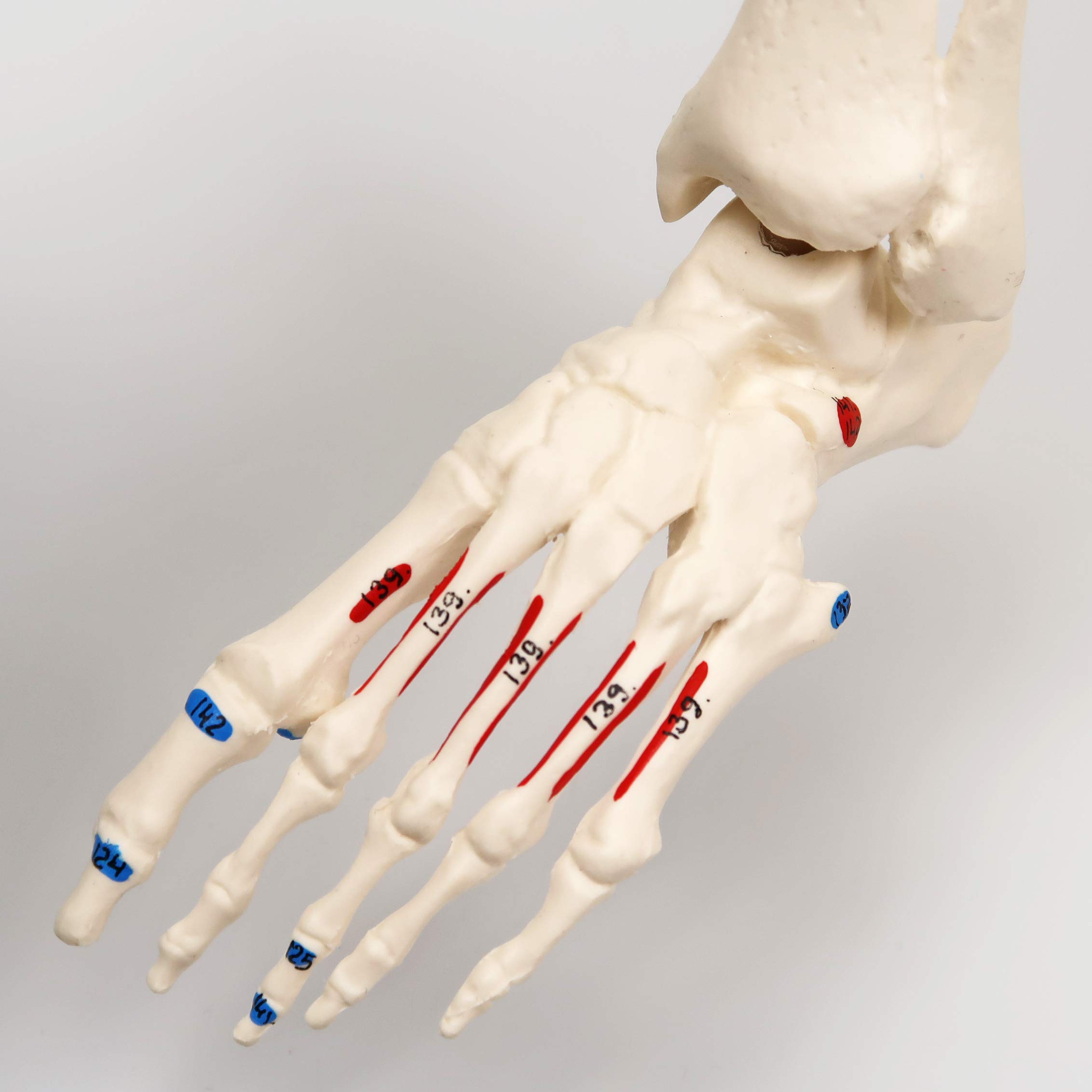3B Scientific A18/5 Mini-Squelette "Shorty" avec Muscles Peints, sur Socle + Application anatomie gratuite - 3B Smart Anatomy