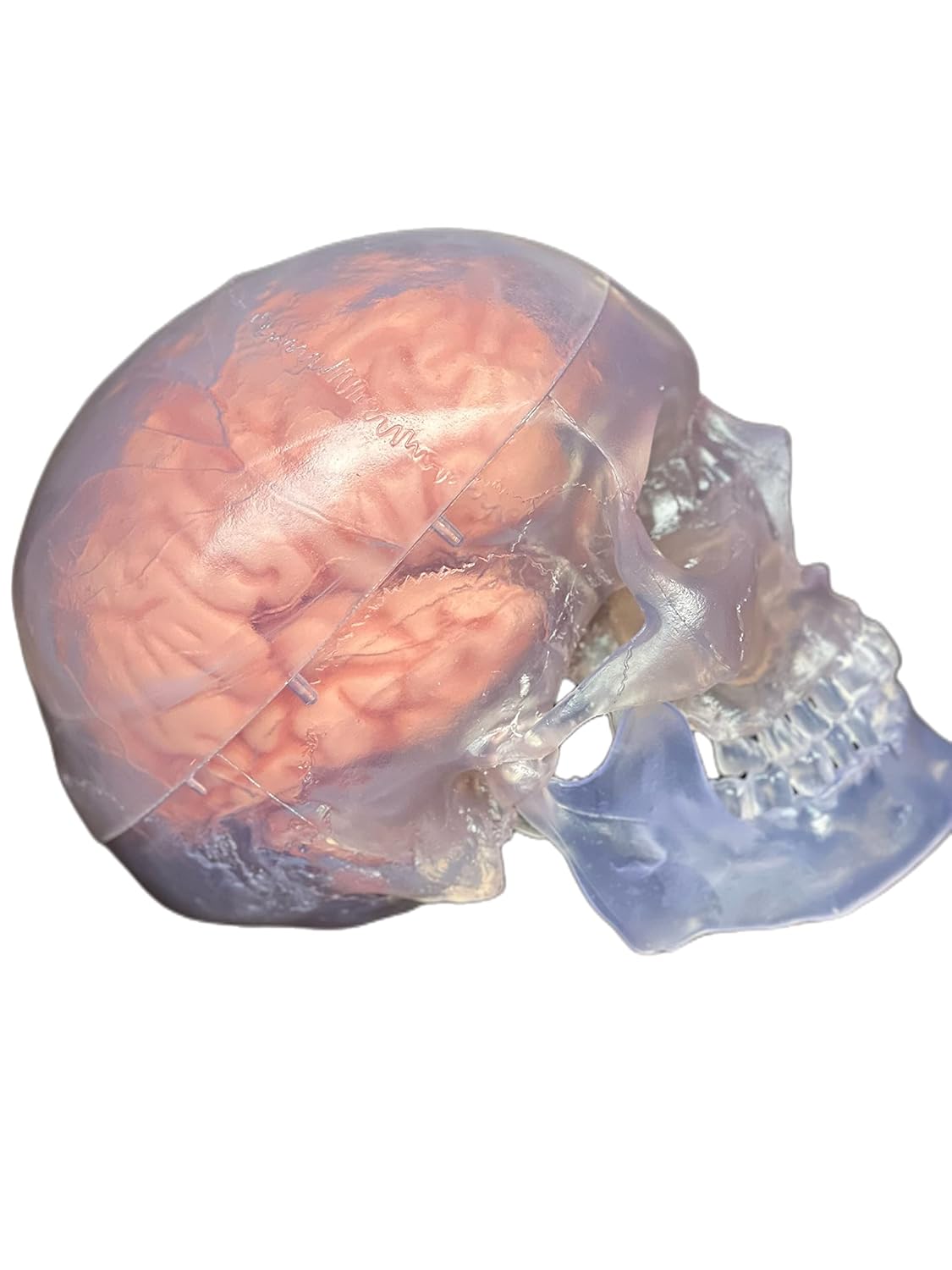 Wellden Medical Anatomical Human Classic Transparent Skull Model 3-Parts with 8-Part Brain Model, Life Size