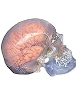 Vista 6 de Wellden Medical Anatomical Human Classic Modelo de calavera transparente 3 piezas con modelo cerebral de 8 partes, tamaño real