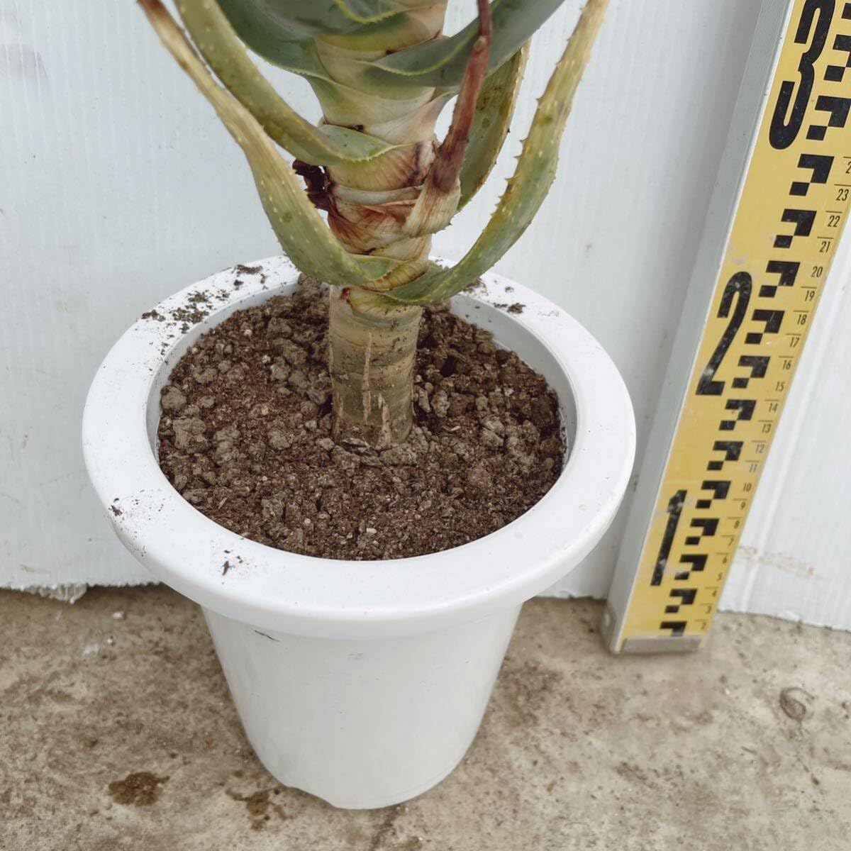 Amazon.co.jp: 多肉植物 アロエ デコトマ6号 Aloe 株立 品種レア 
