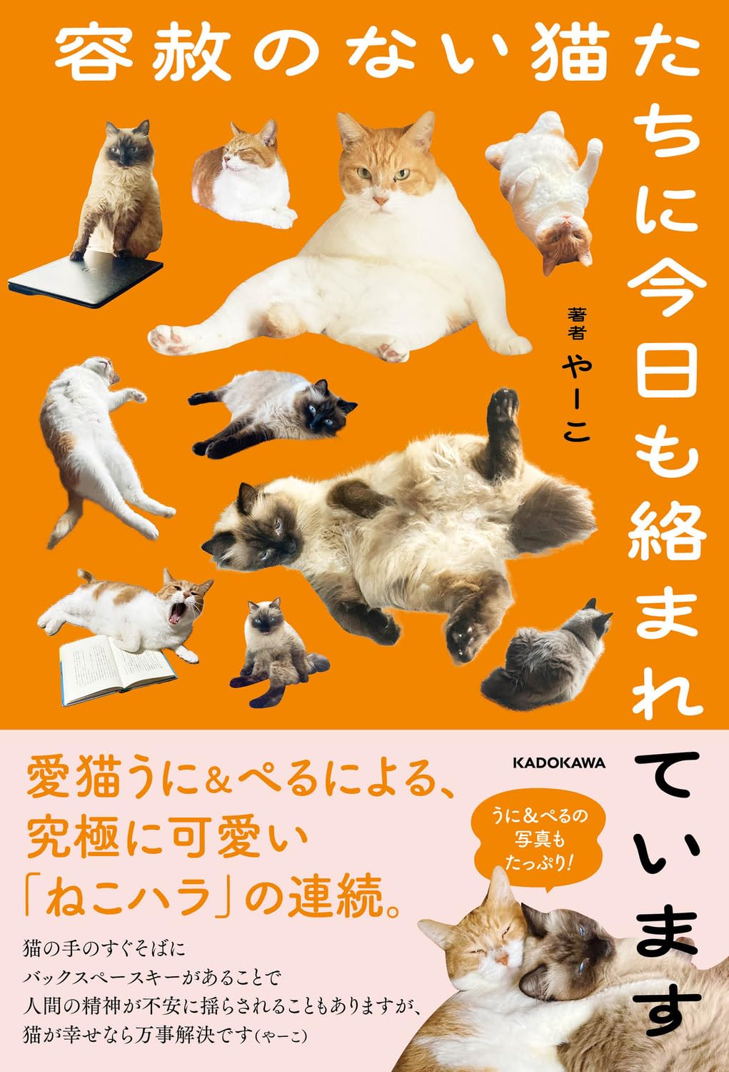 Amazon.co.jp: 容赦のない猫たちに今日も絡まれています : やーこ: 本