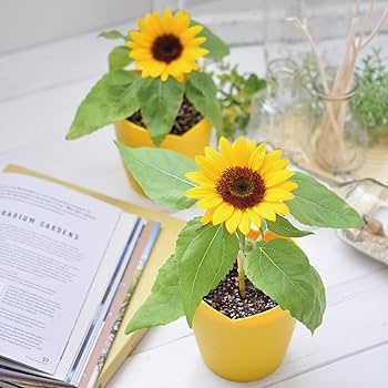 Amazon.co.jp: 聖新陶芸 通年 家庭菜園 簡単 栽培キット