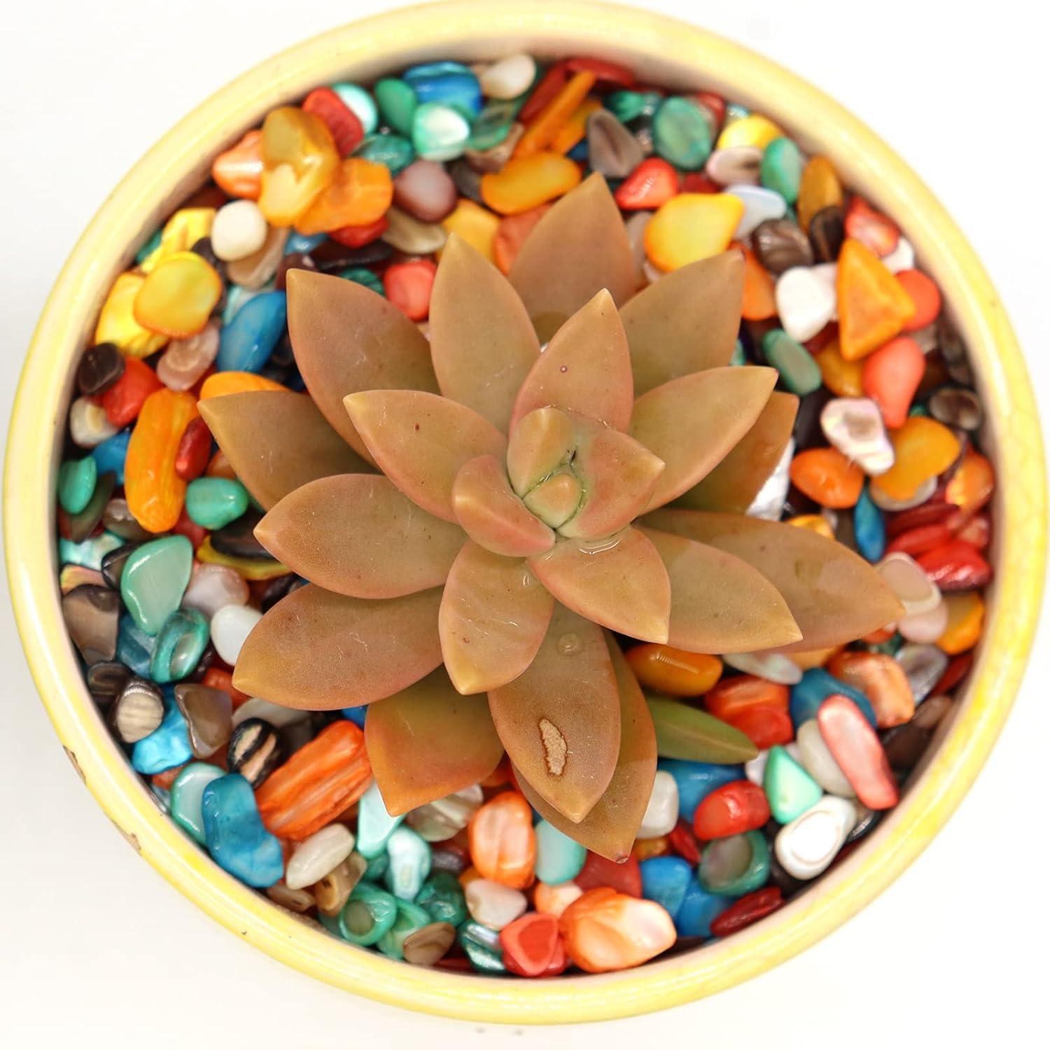 Small Mini Natural Crushed Mother of Pearl Shells for Weddings Vase Filler Home Décor, and Crafts 32 oz (2 lb), Mix