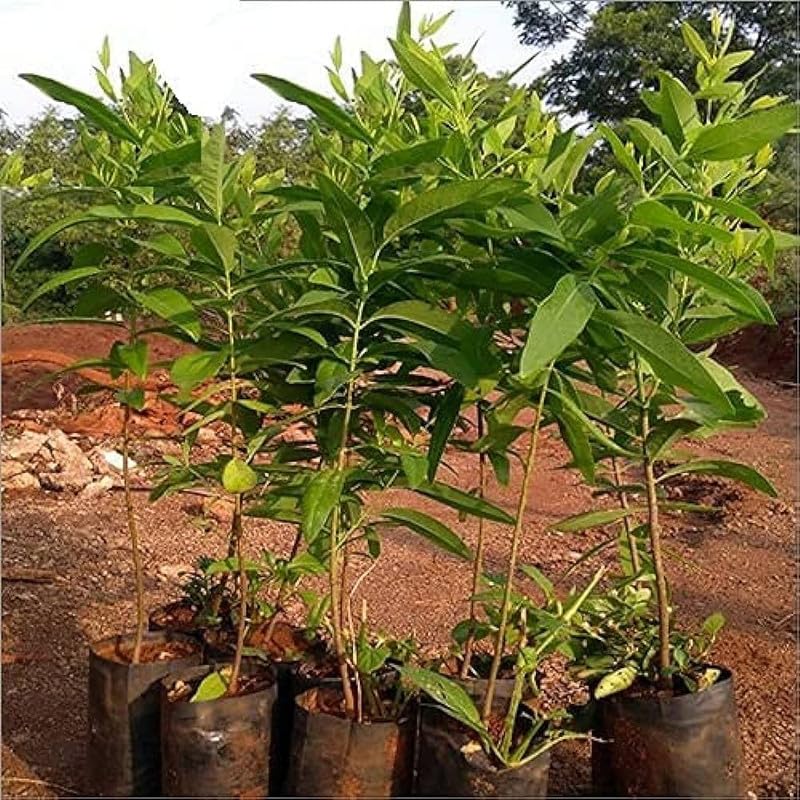 white sandalwood plant live tree (Pack of 1) (B0CWS1R23F) Amazon Price History, Amazon Price Tracker