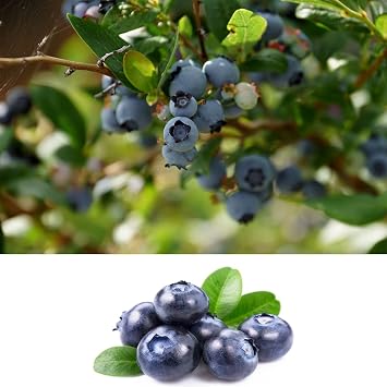 Carbeth Plants Blueberry Bush 'Powder Blue' Plant in 9cm Pots