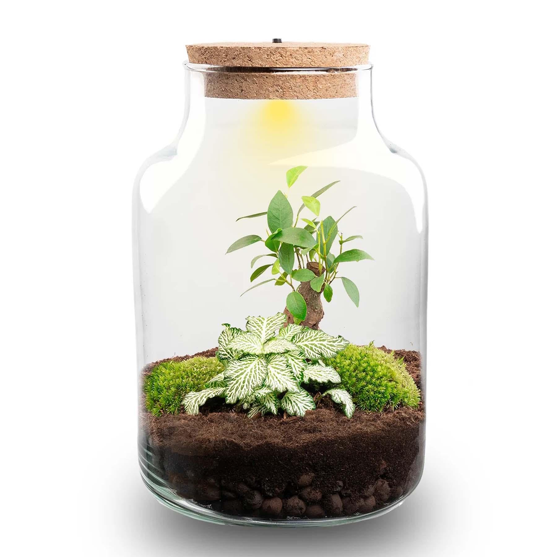 Pflanzen-Terrarium mit Glas, Wohnzimmer, Grün, Ø 17x25 cm Set mit LED