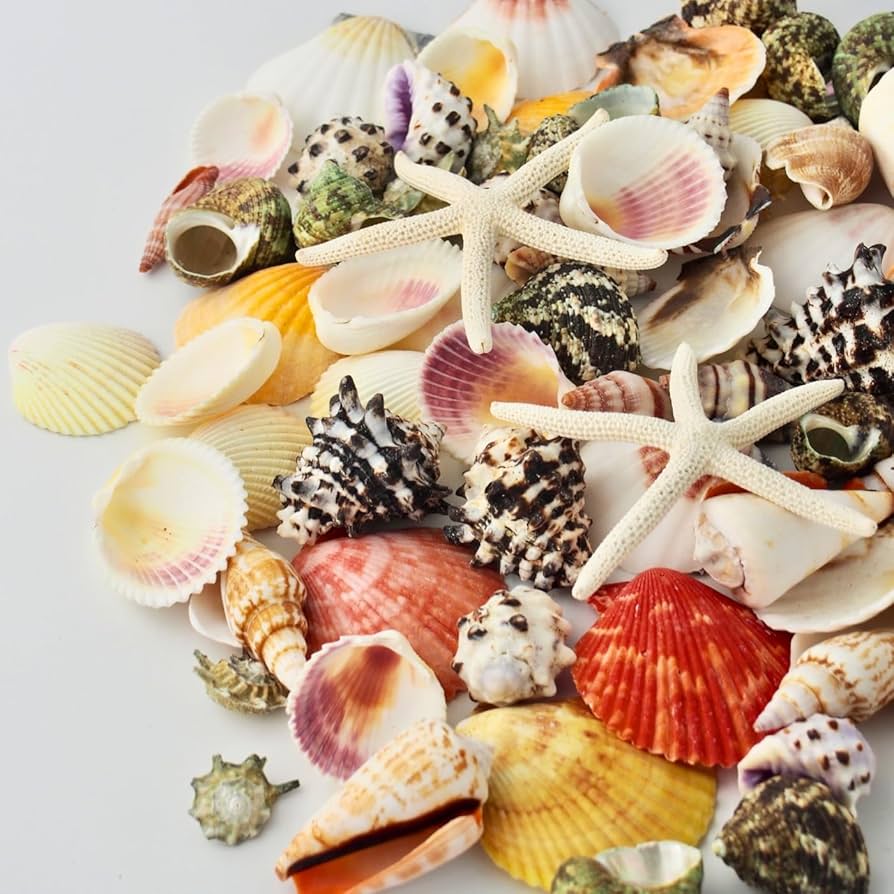 ※購入不可※貝殻 セット 合計8枚 Amazon.co.jp: 天然 貝殻 セット 詰め合わせ ミックスシェル