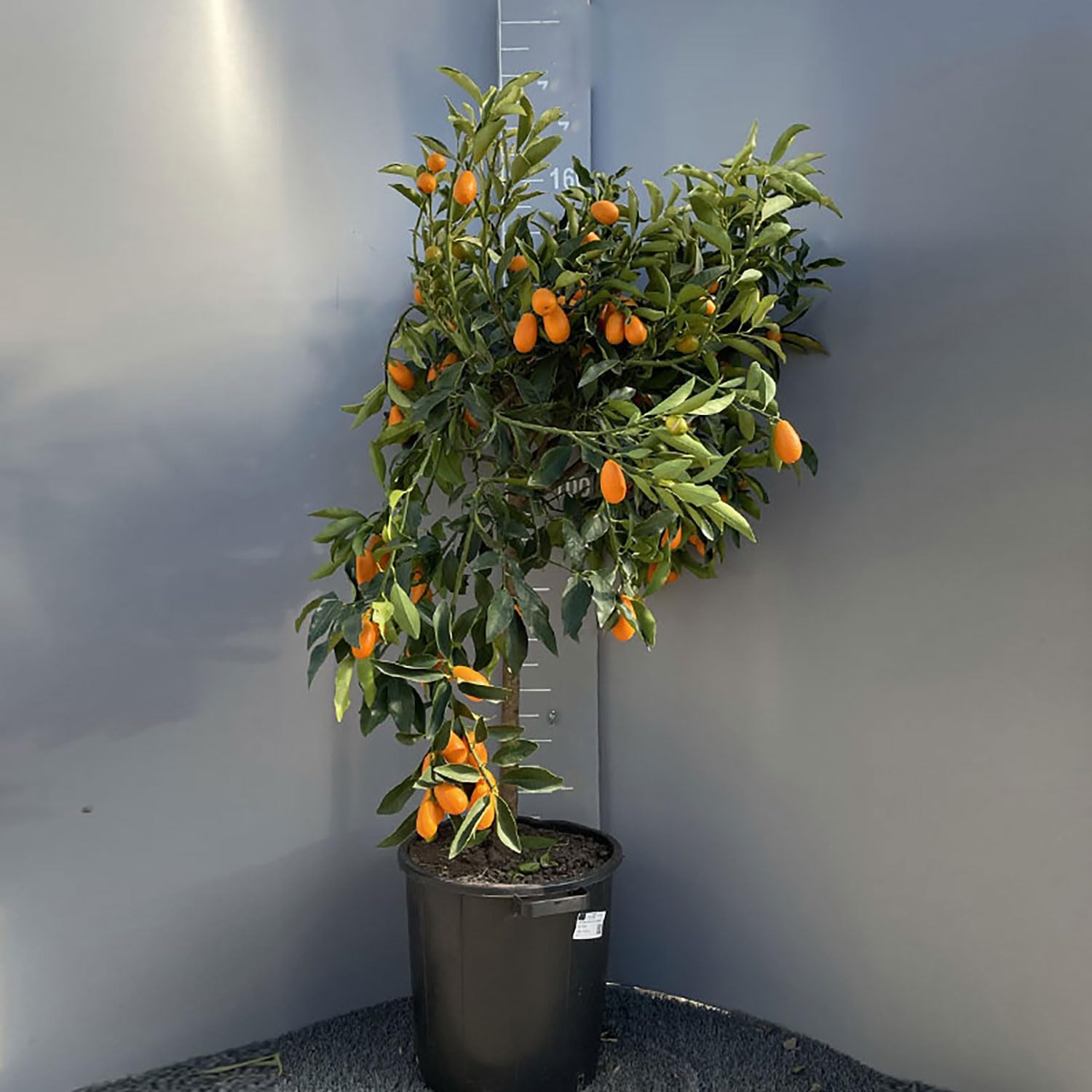 SAVINI VIVAI Pianta di Kumquat Mandarino Cinese Albero di Agrumi Kumquat Gigante in Vaso da 35 cm Altezza 150-180 cm 6-7 Anni di innesto Made Italy