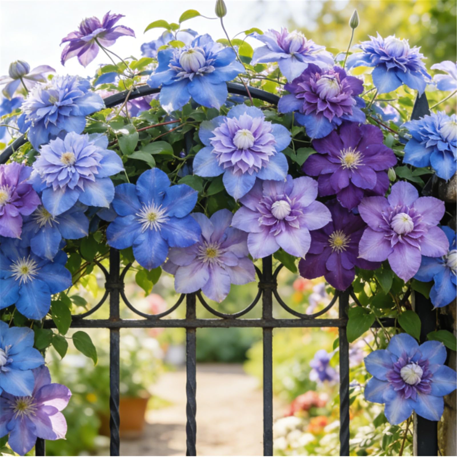 Rare Climbing Clematis/Rhizome/Garden Fences/Climbing Plant for Decoration/Bare Roots Hardy, Professional for Beautiful Indoor/Outdoor Displays-8 Roots-E