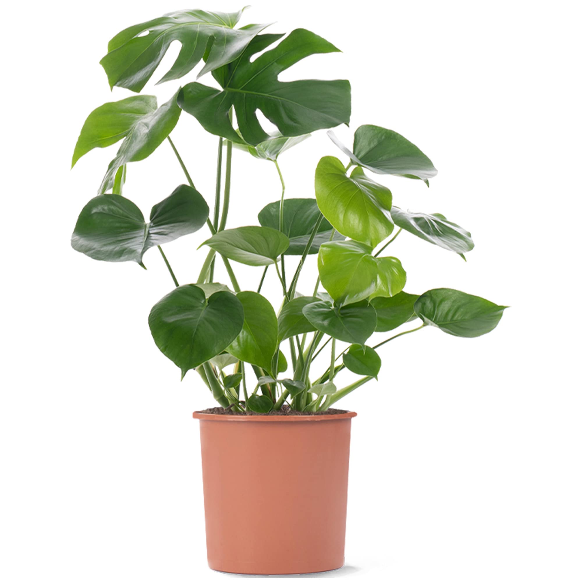 Monstera Deliciosa plante d'intérieur arbuste persistant en pot