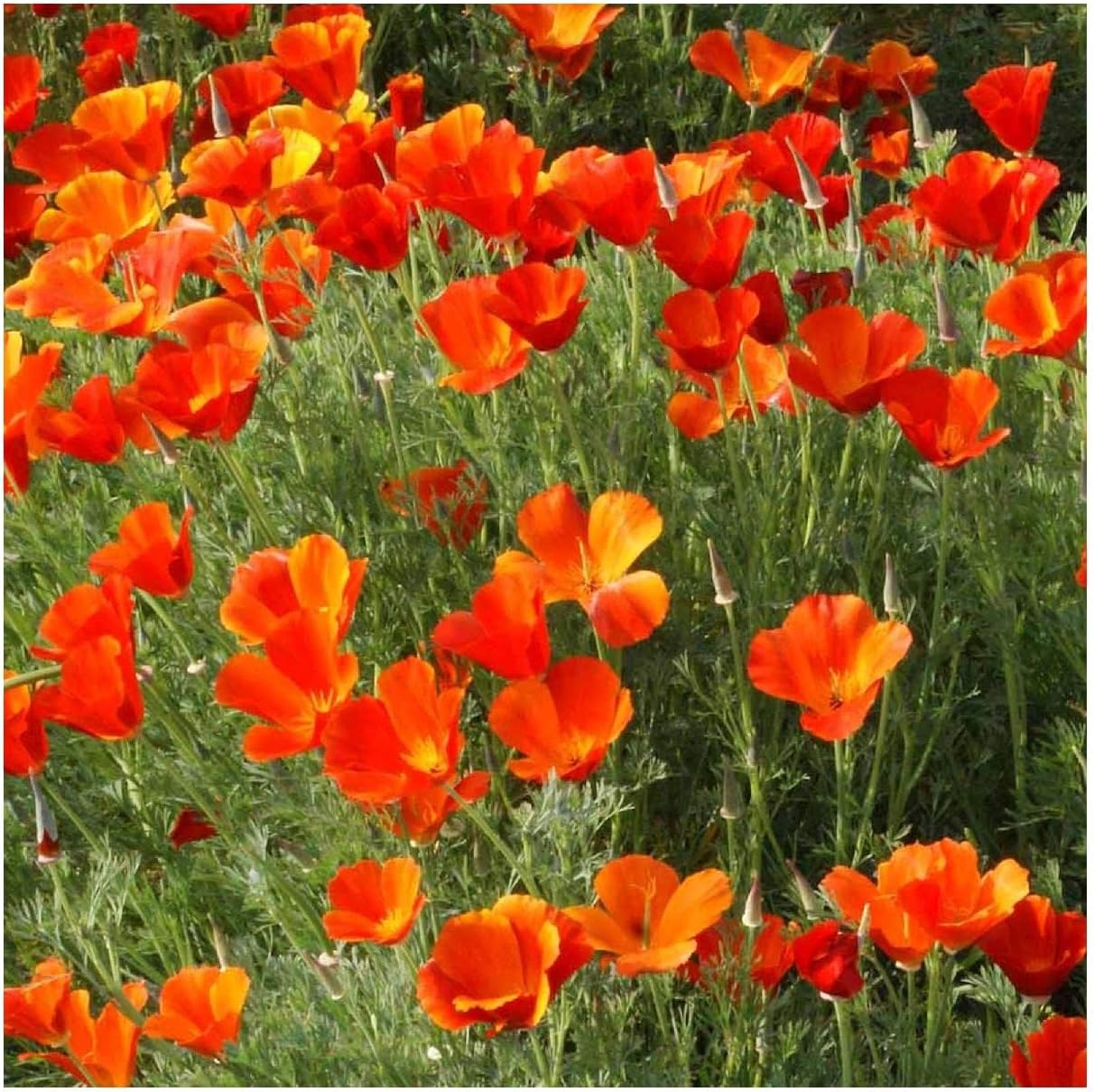Everwilde Farms - 1 Lb Mikado California Poppy Wildflower Seeds - Gold Vault