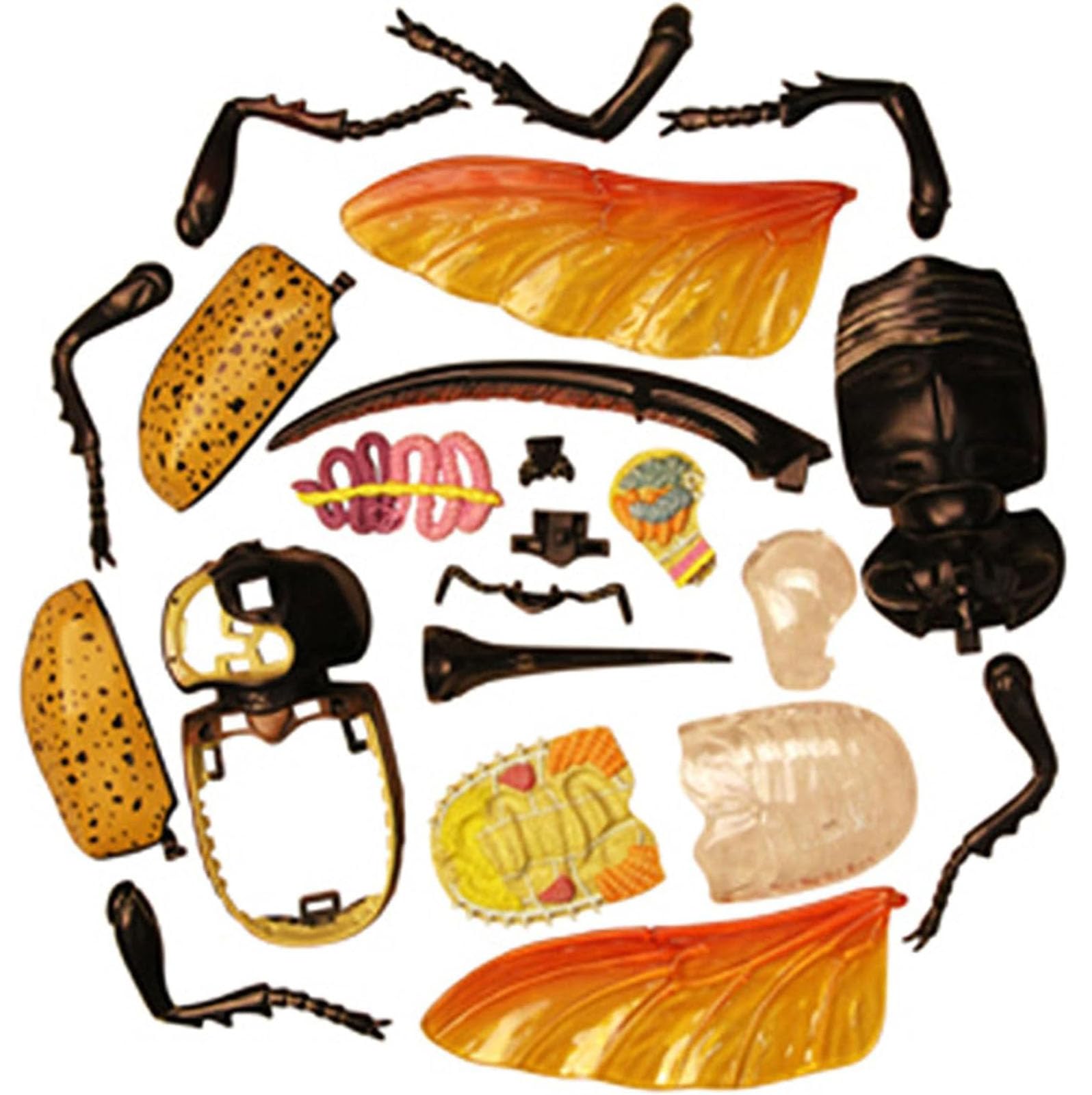 Generisch 4D Vision Käfer Anatomiemodell, 22 entfernbare Insekten Anatomie Modell Biologie Lehrmodelle Insekten Organ Modell Puzzle Montage für das Lehrstudium