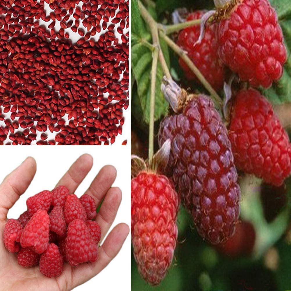 POOKQ 300Pcs Delicious Red Raspberry Bush Fruit Seeds,Sweet Garden Yard Plant for Planting Garden Yard Outdoor 1 Red Raspberry Seeds