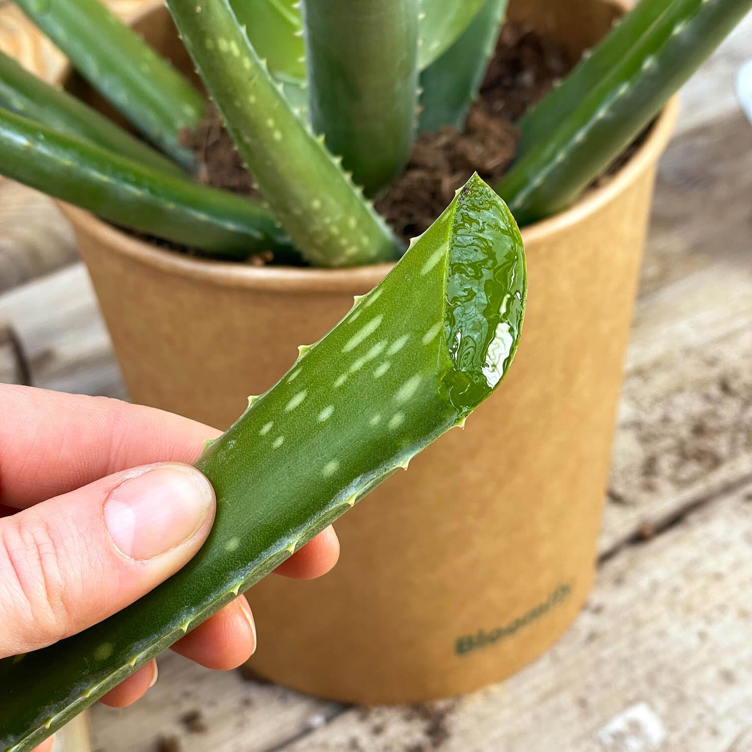 aloe vera drink pulp ALO Sparkling White Grape Carbonated Aloe Vera Juice Drink