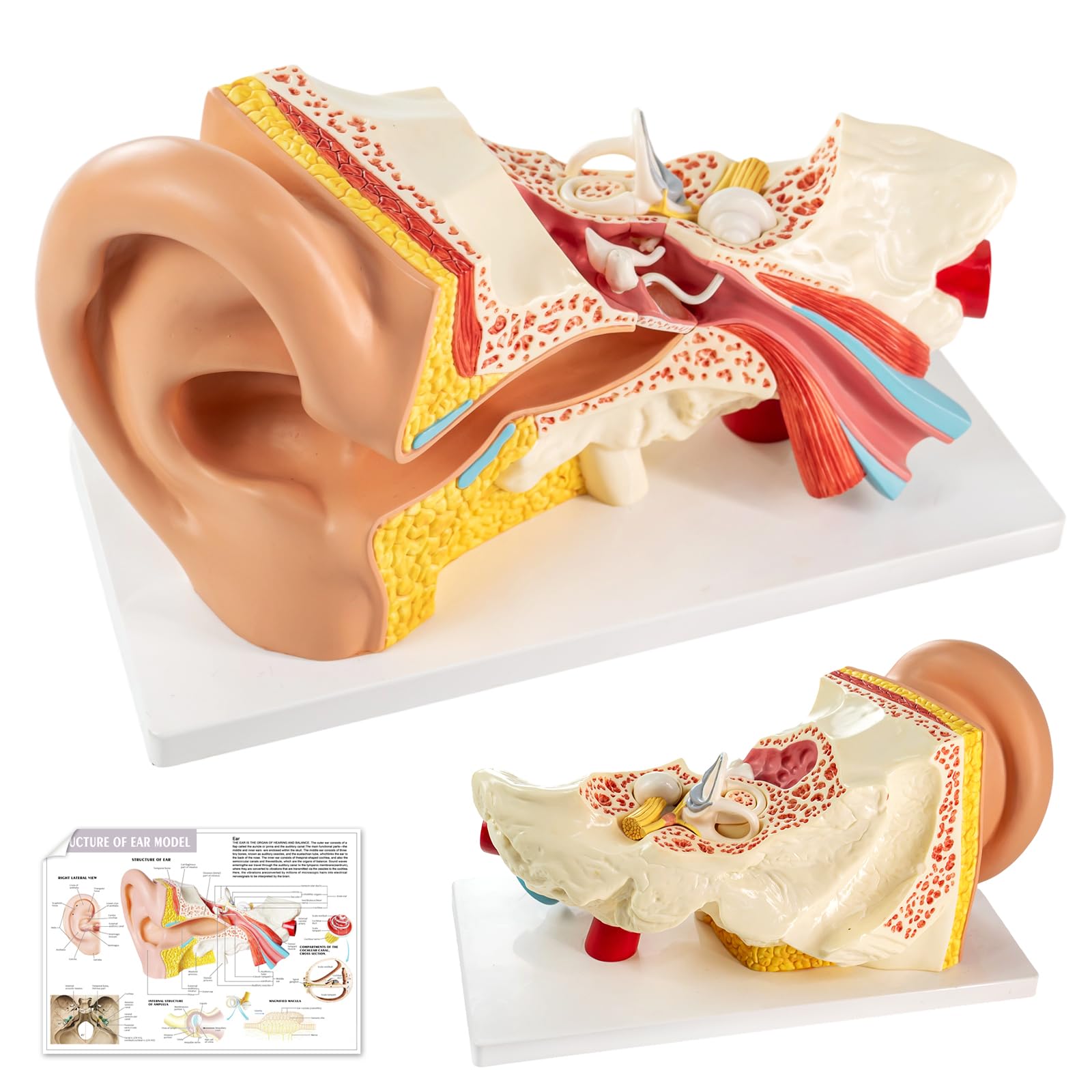 Modelo de anatomía del oído humano ampliado 3 veces – 3 partes desmontables con base y manual detallado, ideal para educación médica, estudio de biología, demostración en el aula