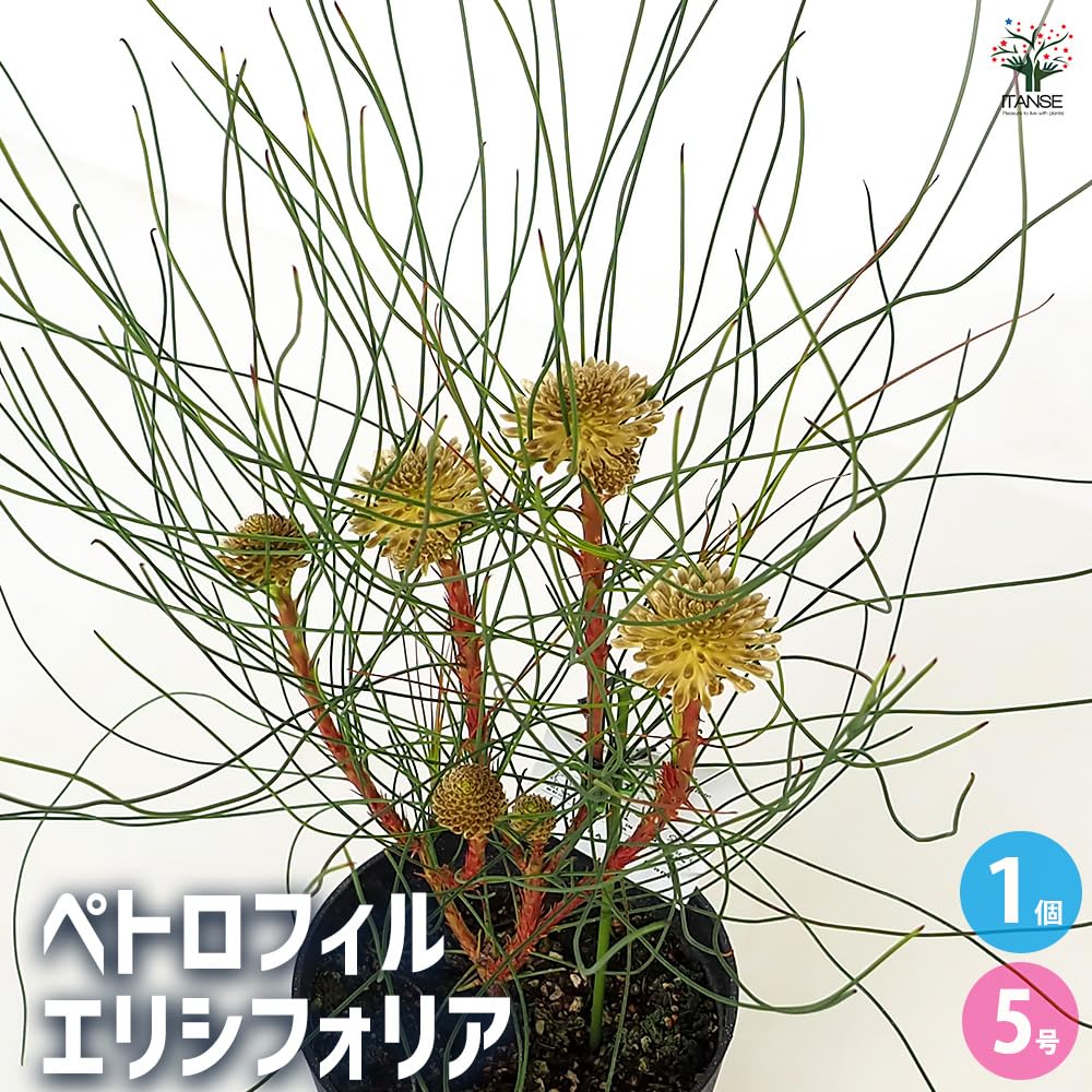⑤ 超レア品種のオージープランツ・ペトロフィル・エリシフォリア5号鉢 Amazon.co.jp: ITANSE ペトロフィル エリシフォリア 5号 1個売り
