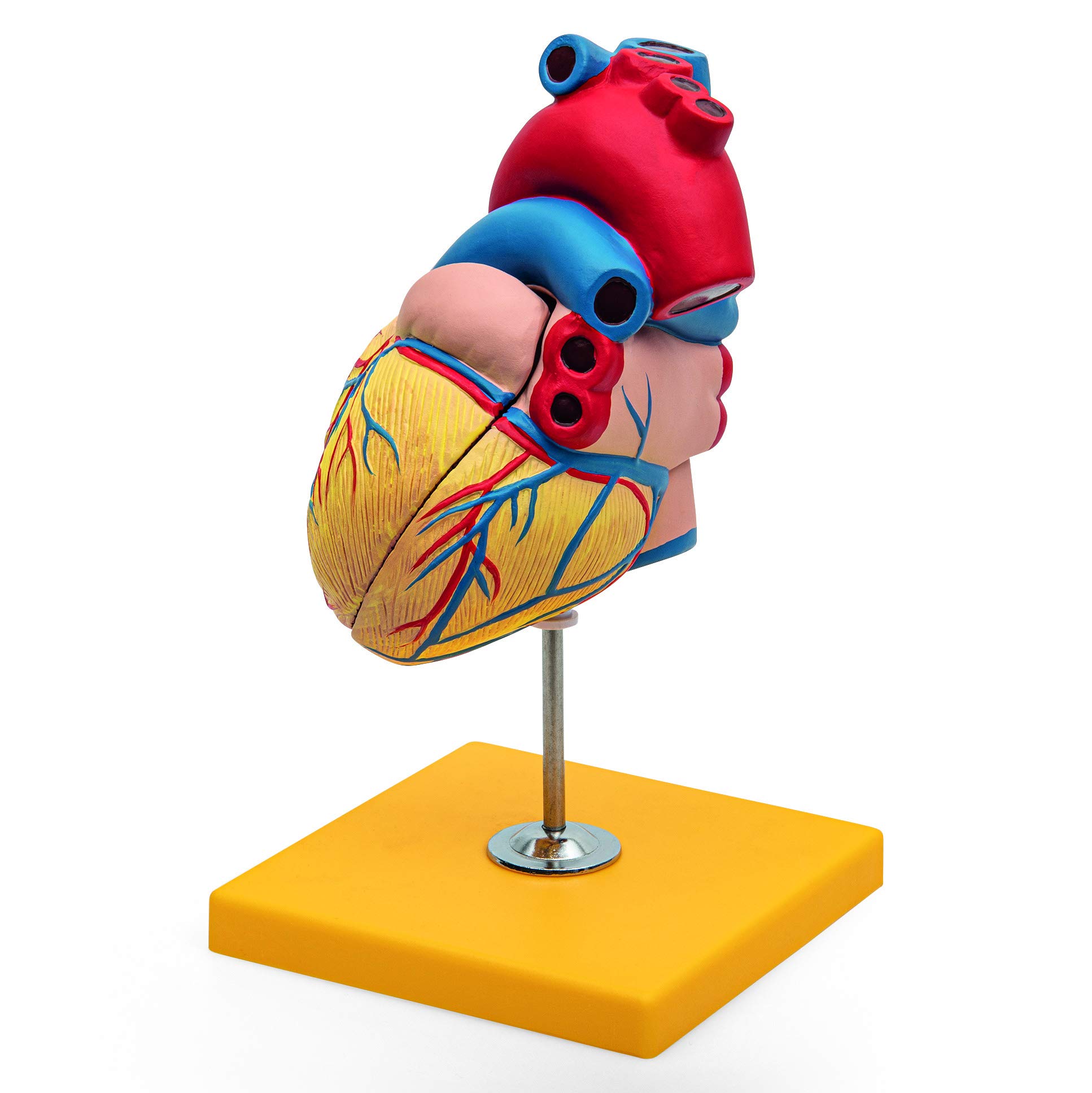 Anatomia podstawowa - budżet 2 częściowy model anatomii ludzkiego serca z podstawą - wielkość życia - nauczanie w szkole