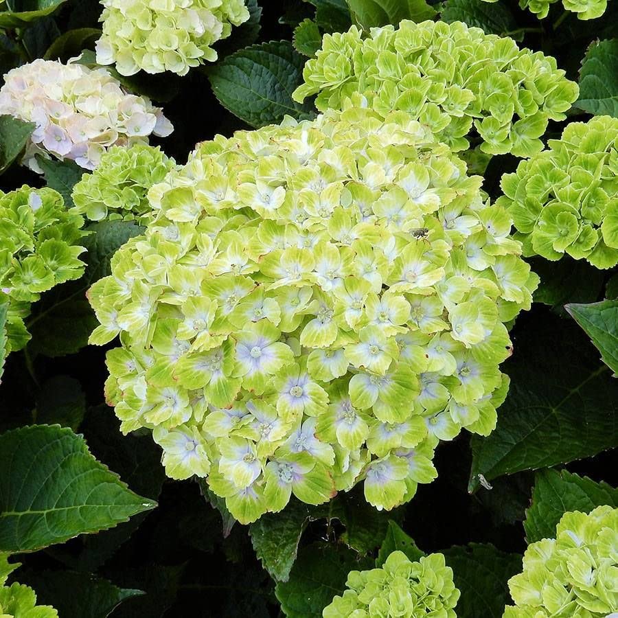 Athidhi Garden Exotic Green Hydrangea Flower Healthy Live Plant (B09SZL539L) Amazon Price History, Amazon Price Tracker
