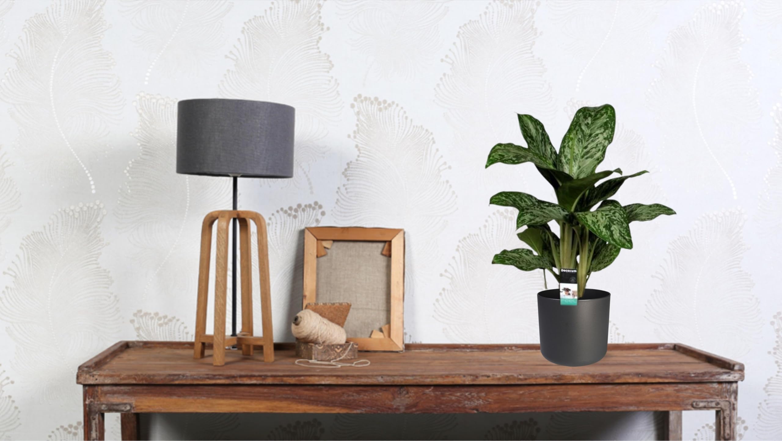 Aglaonema Greenlight (Decorum) - 50-60cm - Ø17cm - Pianta d'appartamento - Sempreverde