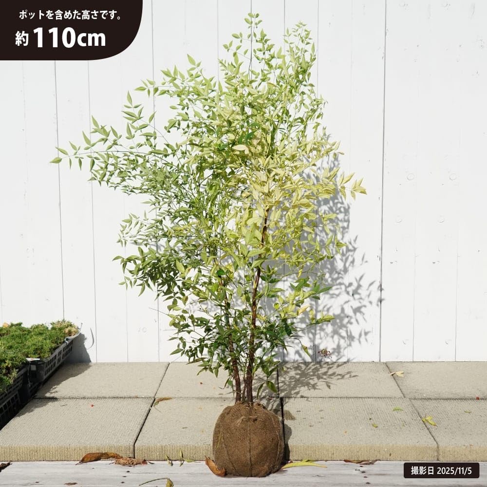 Amazon | シロナンテン 根巻き苗 庭木 常緑樹 生垣 目隠し 低木 | 植木