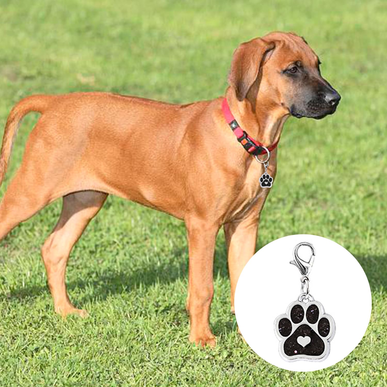 10 Ciondoli A Forma Di Zampa Di Cane Con Moschettone - Colorati E Brillanti, Per Portachiavi E Gioielli Fai Da Te - Foto 10