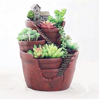 Amazon Co Jp 多肉植物 寄せ植え