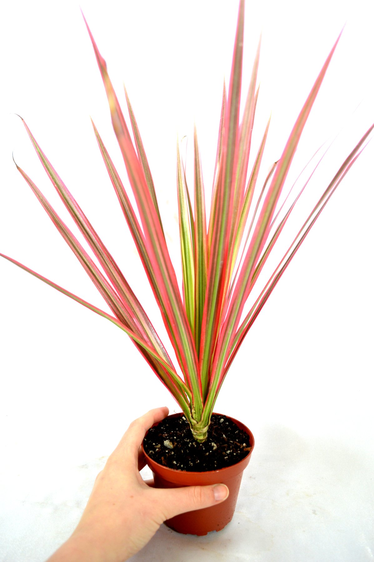 Amazon.com : 9GreenBox - Red Cordyline 'Red Star' - 4" Pot : Patio, Lawn &  Garden