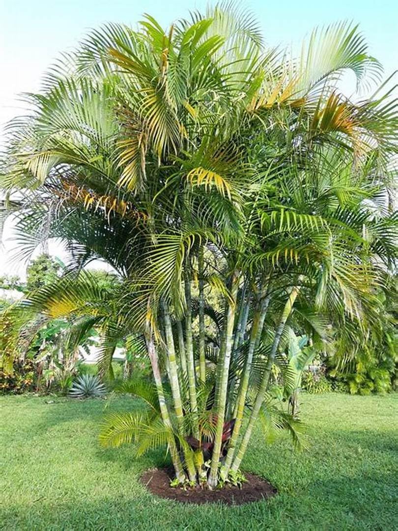 house plant soil Houseplant Potting Soil