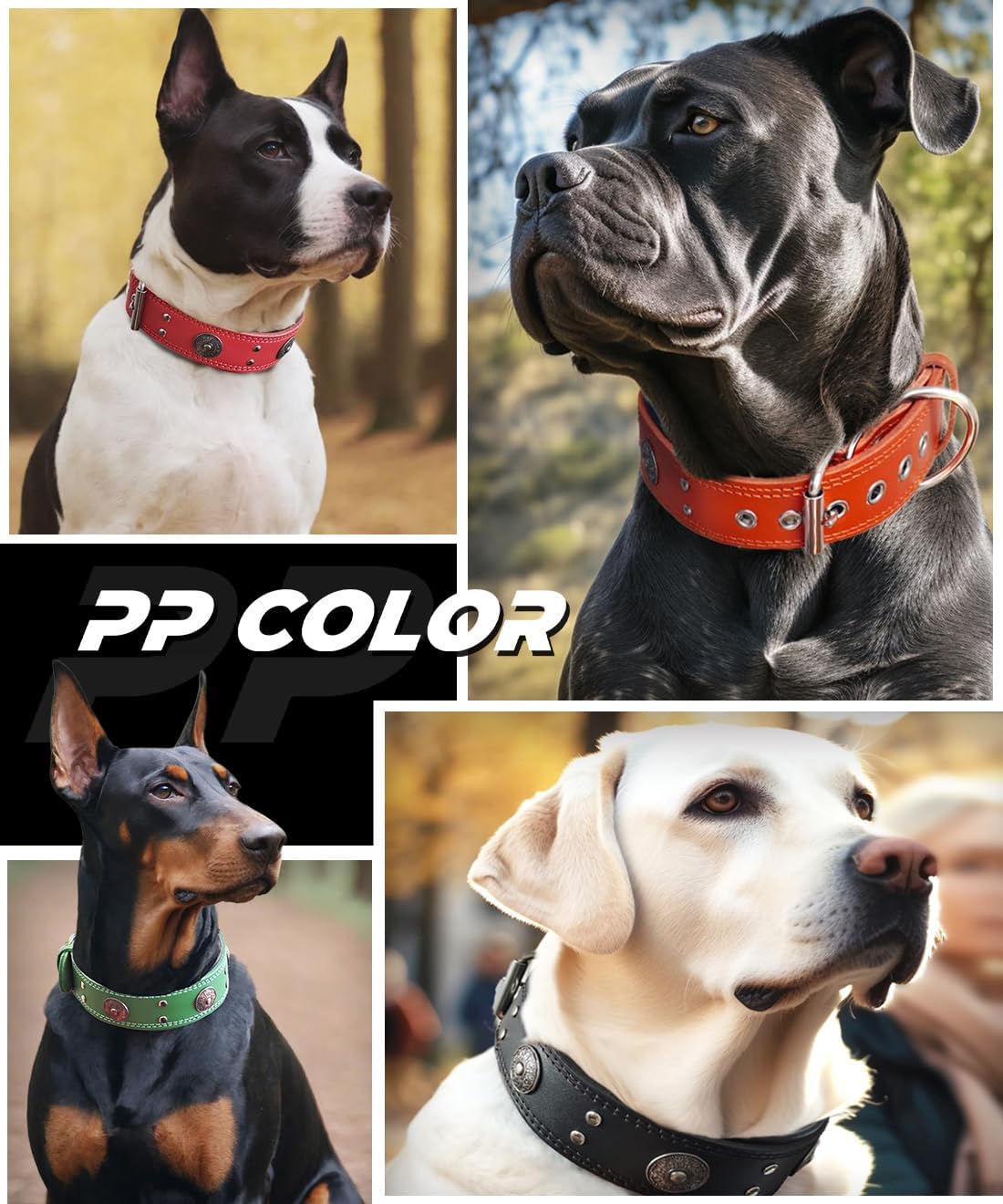 Leather Dog Collar, 2 inches Wide Heavy Duty Genuine Leather Collars, Handmade, Soft, and Luxury, Eye-catching Best Choice for Large and Medium Breed Dogs, Black-Gold 21-25 inches