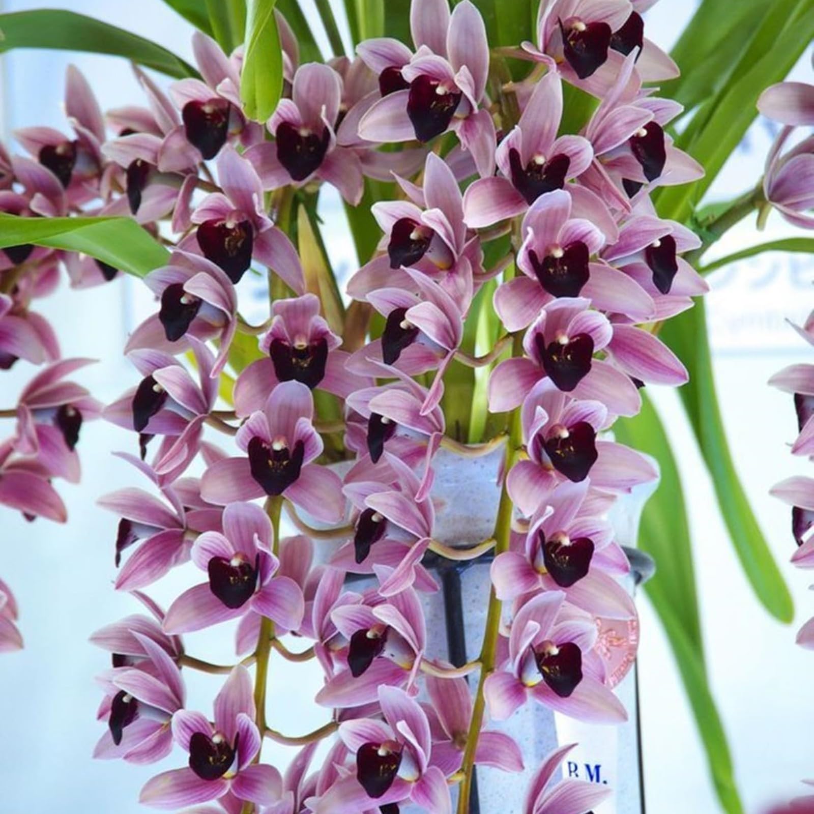 Cymbidium Bulbs Mix for Planting Now UK/Greening Flower/Strong Plants That Grow Well/Natural Organic/Good for Containers/Cut Flowers/Wedding Flowers.-3bulbs-F