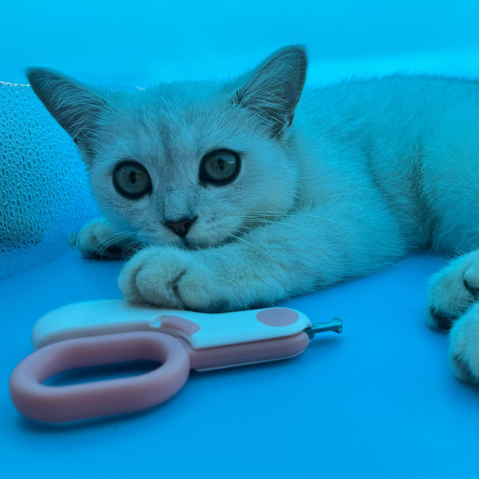 Nagelknipser für kleine Tiere mit LED-Lichtern, um übermäßiges Schneiden und rasiermesserscharfe Klingen zu vermeiden – professioneller Krallentrimmer für kleine Hunde, Frettchen, Hamster (blau)