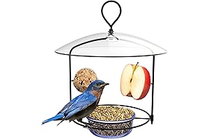 Blue Bird Treat: Bluebird Buffet Metal Bird Feeder with Protective Baffle