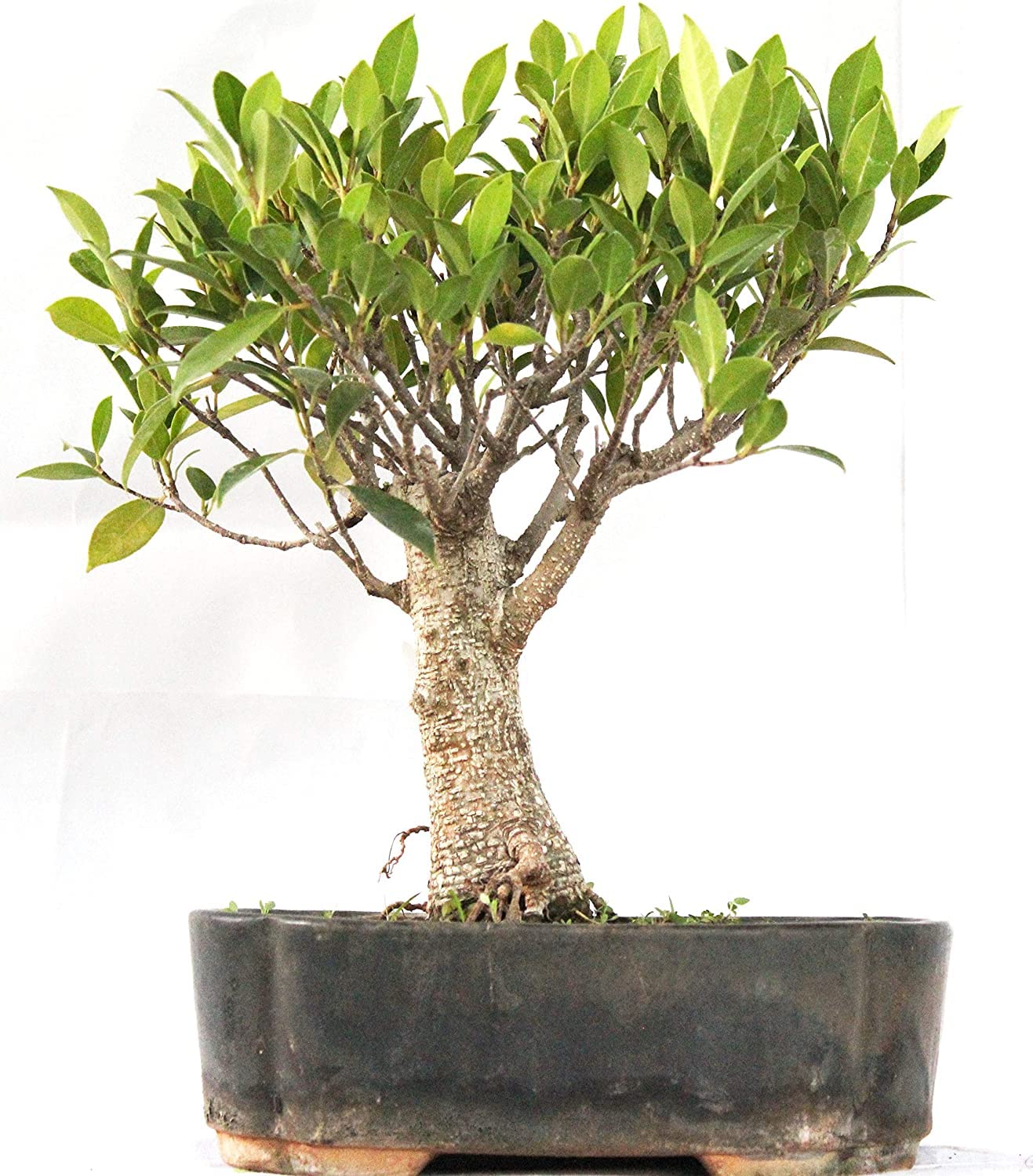 Green Paradise® Bonsai Ficus Tiger Bark 4 years old Live Ficus Microcarpa Tigerbark Bonsai Plant-image-17