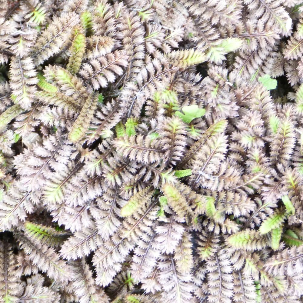 Leptinella squalida Platt's Black Evergreen Groundcover Striking Bronze Fern-Like Foliage Ideal for Paths Containers Edging Low-Maintenance 1x or 2X 1 Litre by Thompson and Morgan