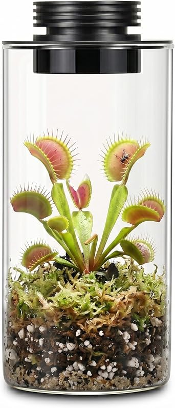 AREPK Desktop Glass Plant Terrarium with Grow Light H7.8" D4", for Succulent, Moss, Miniature Gardening Landscape, Betta Fish Tank, Office Home Decoration, Plant Lovers Gifts