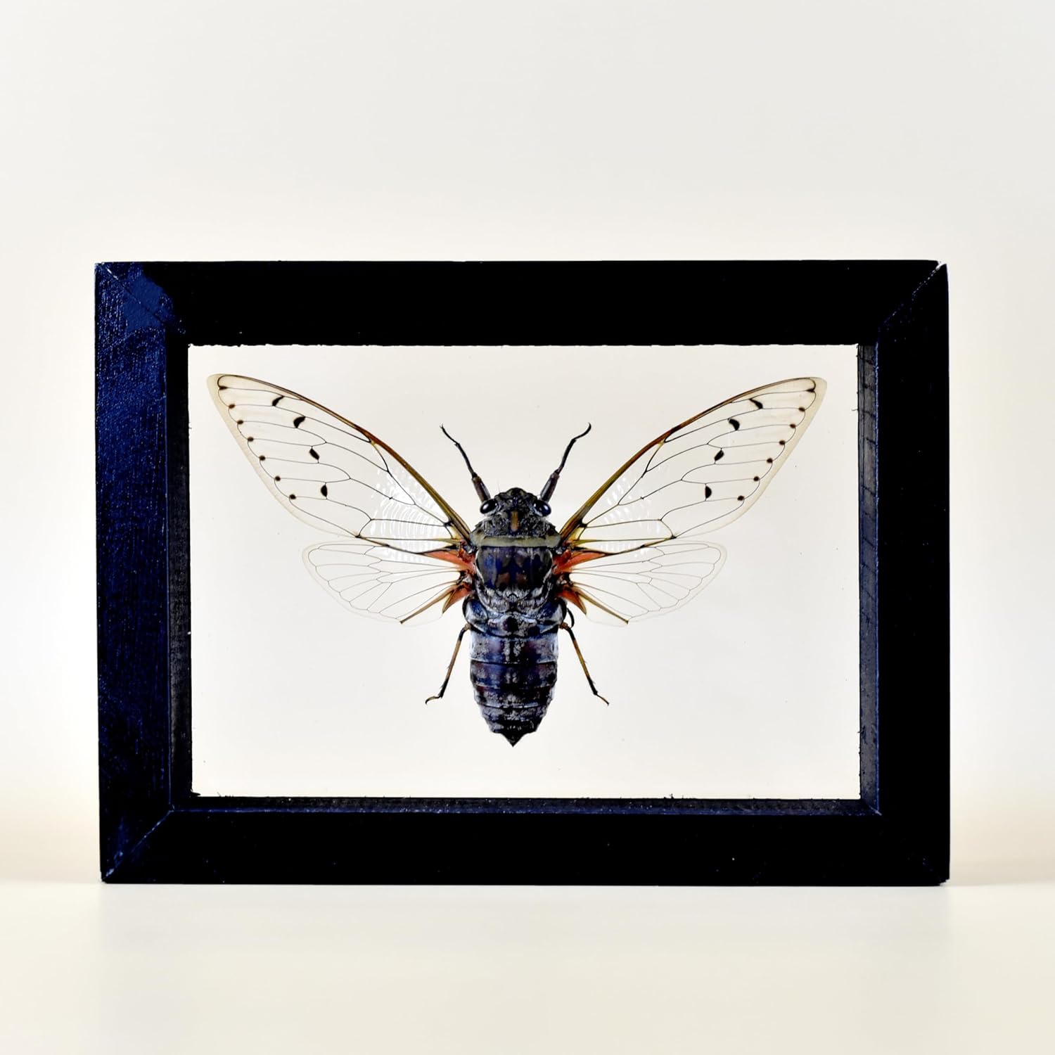 Real Exotic Cicada Transparent Wings - Taxidermy Collection Framed in a 3D Clear Transparent Wooden Box as Pictured (Black Frame)