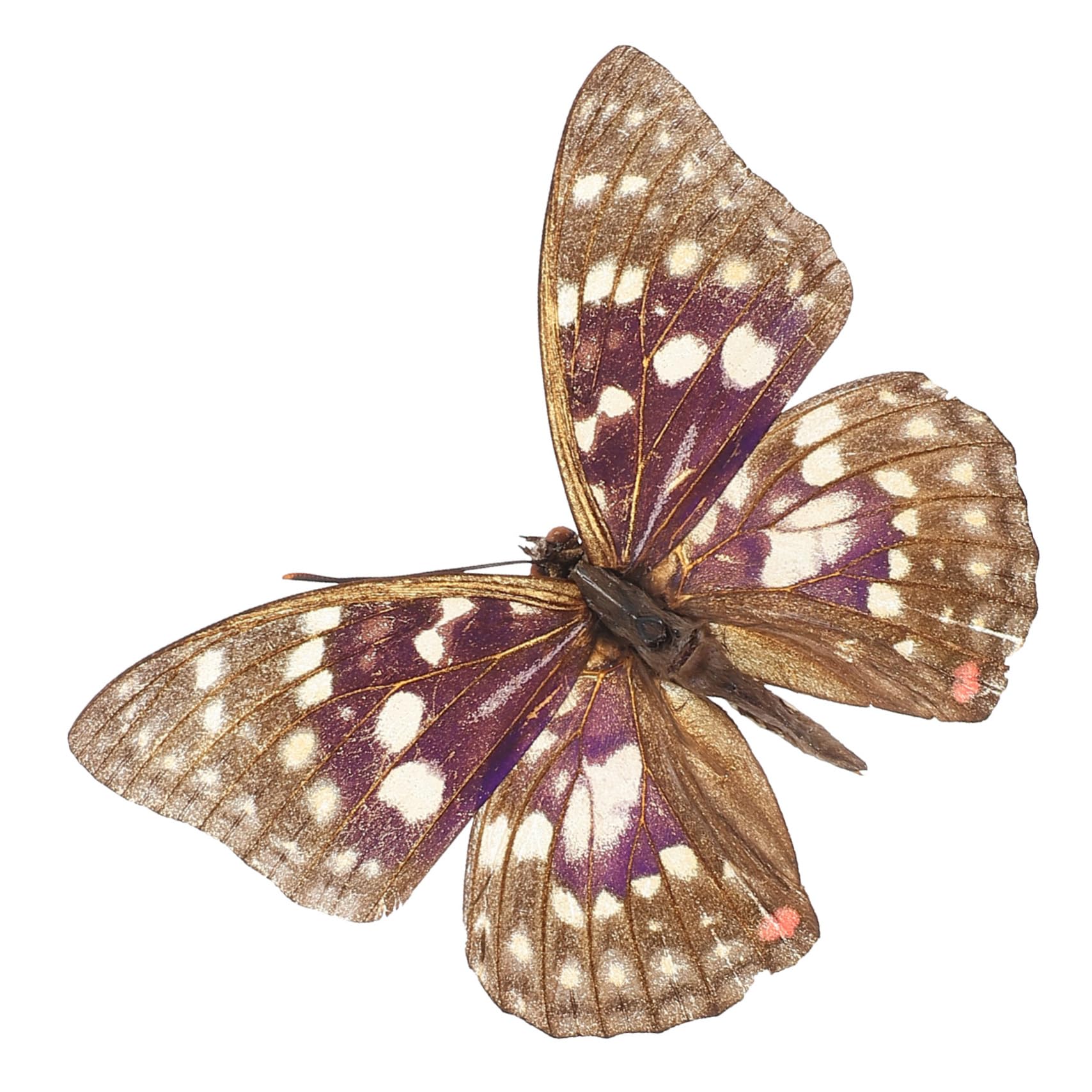 Toddmomy Butterfly Specimen Butterfly Framed Butterfly in Frame Big Butterfly Decorations Real Butterfly Framed Butterfly Butterfly Wall Art Butterfly Mold