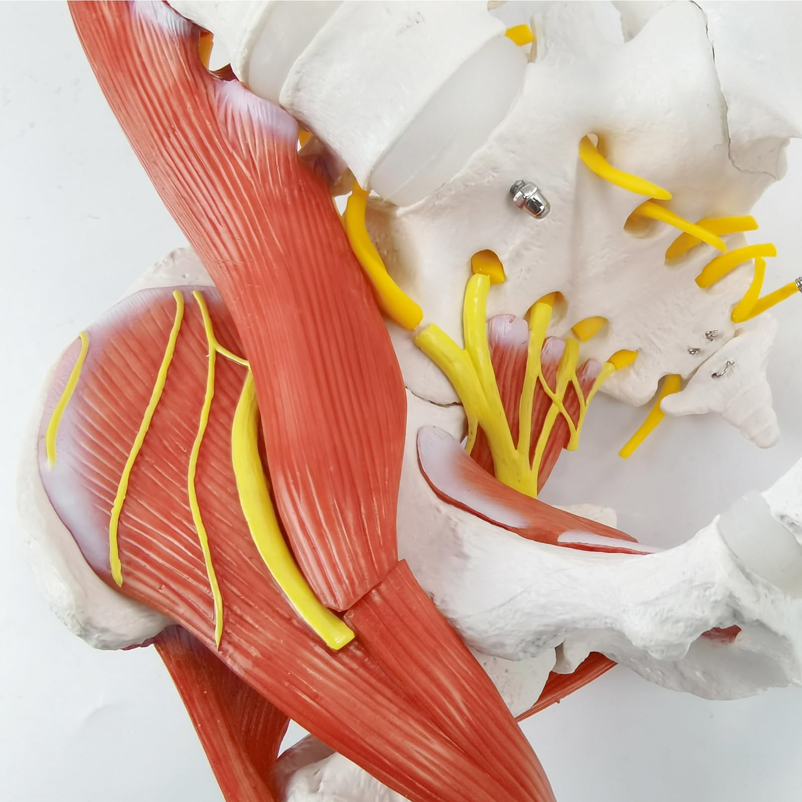 Modello di colonna vertebrale umana flessibile con muscoli, modello anatomico di colonna vertebrale maschile 33 pollici con midollo spinale flessibile, vertebre, nervi, arterie, lombare