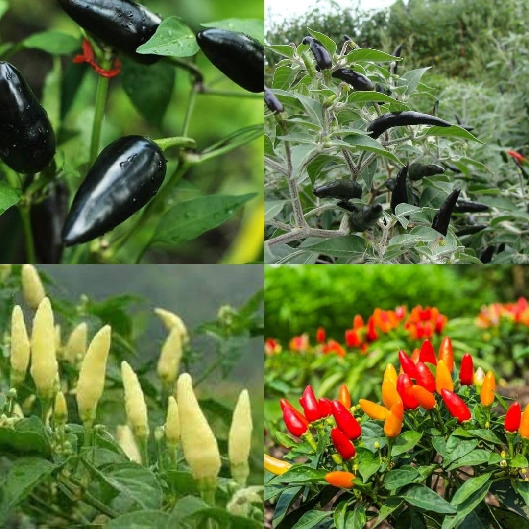 White chilli seeds beez Hybrid chilli spicy mixed lanka f1 seeds pack of 150-image-32