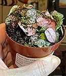 Review Image by Brandon Gravitt