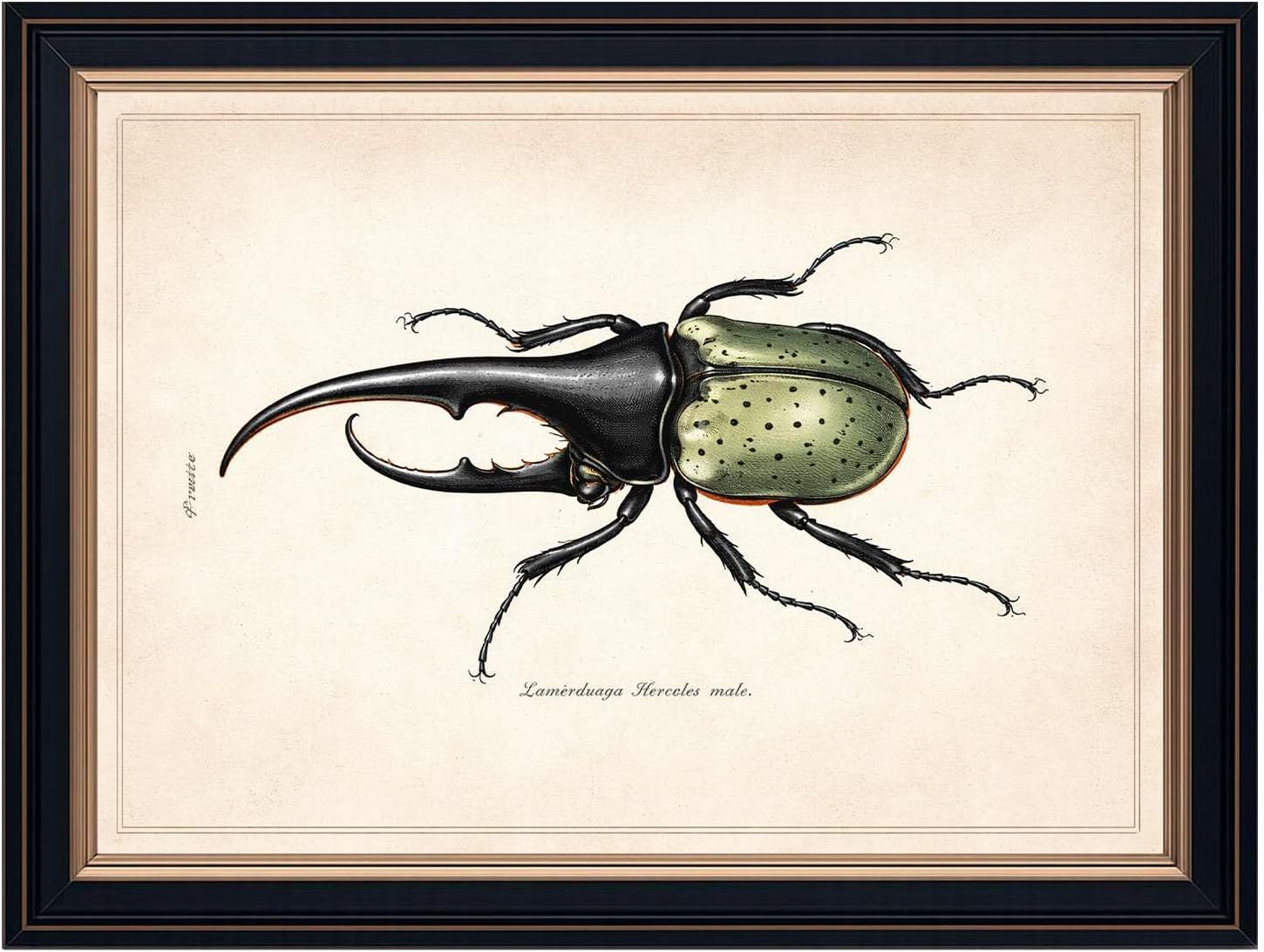 Framed Hercules Beetle Poster Canvas Print Art for Living Room Decoration Vintage Insect Painting Prints Wall Art for Bedroom Home Decor Pictures (Black Framed,12" Lx16 W)