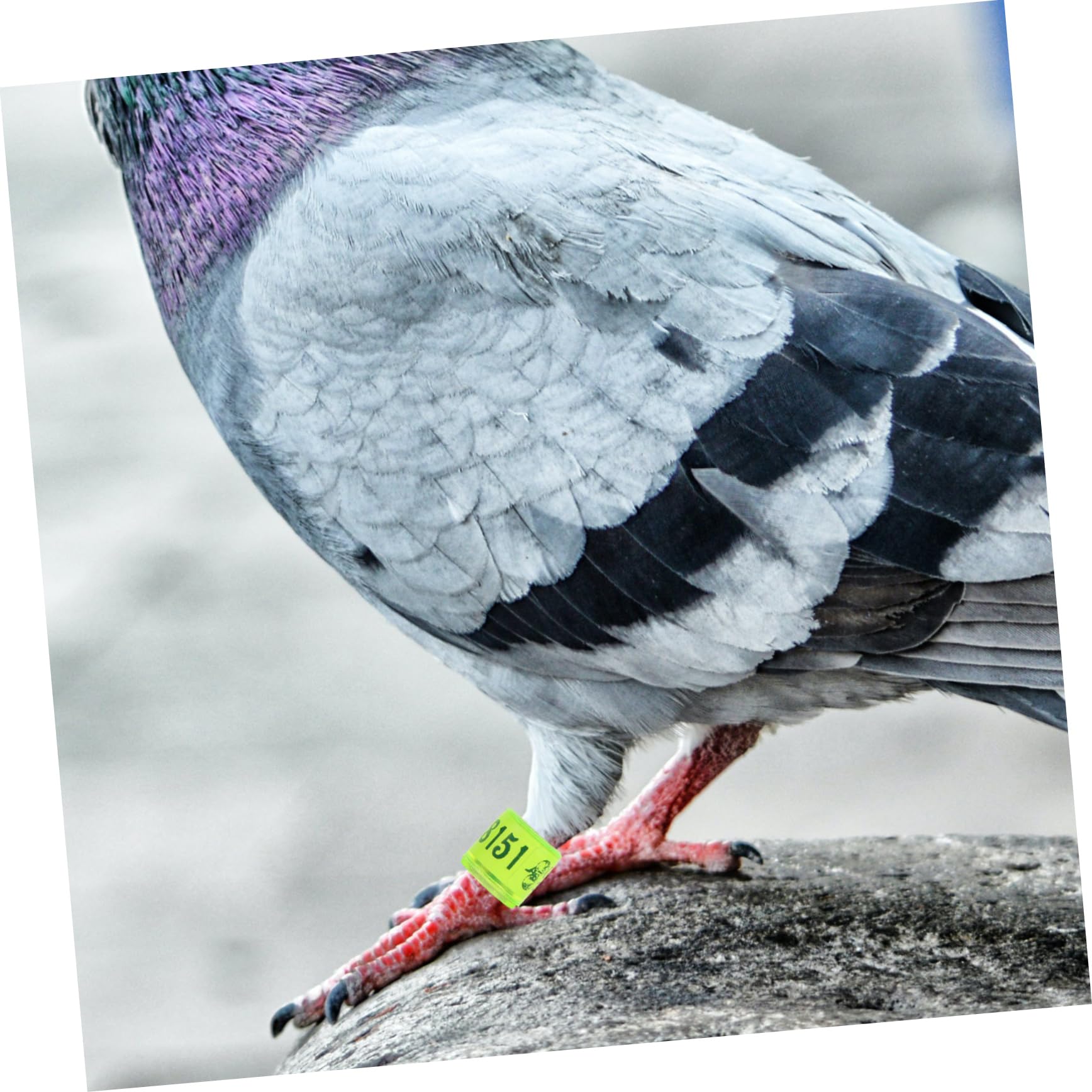 VICASKY 100Pcs Colorful Bird Foot Rings Leg Bands for Homing Pigeons Easy Identification for Poultry Breeding Mixed Colors for Use