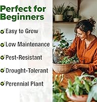 Vista 354 de HOME GROWN Semillas de diente de león para plantar 600 semillas de hierbas medicinales tradicionales (~ 0.01 oz) sin OMG cultivan hojas y flores