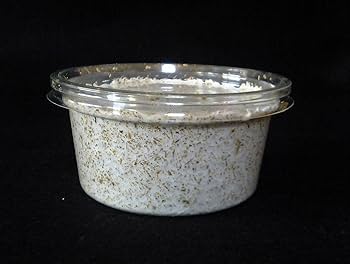 菌糸カップ60個セット、カワラ菌糸【大夢Kプロスペック】【新品120ccカップ】 263098-2.jpg