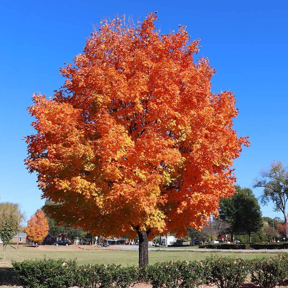 Brighter Blooms - Sugar Maple Tree, 4-5 ft. - No Shipping to AK, AZ, HI