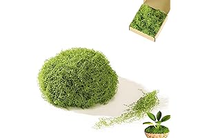 3.5 OZ Artificial Moss for Plant Decoration and DIY Crafts